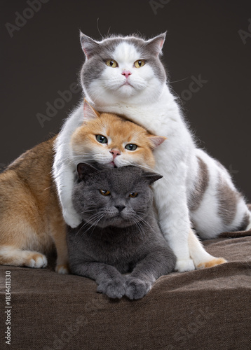 Photography Three fluffy British Shorthair cats in different fur colors lie comfortably on t
