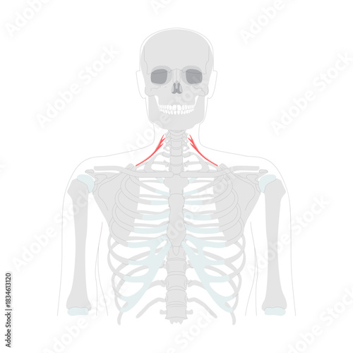 Posterior scalene - neck muscle shown raising the second rib, also supporting lateral flexion of the neck, essential in anatomy education and physiology