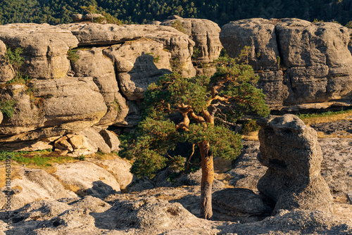 Rock formations and pine trees in the Castroviejo nature reserve, in Duruelo de la Sierra, Soria, Castile and Leon, Spain.