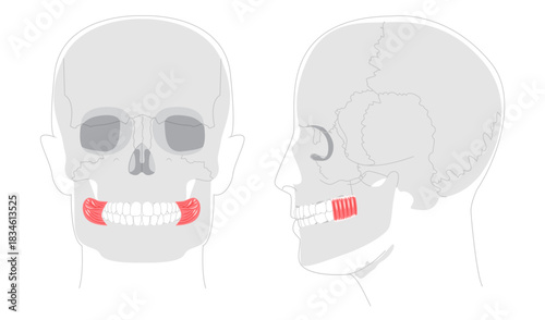 Buccinator - Human cheek muscle in anatomy chart, aids in mastication by compressing the cheeks, important for blowing and chewing, used in health education.