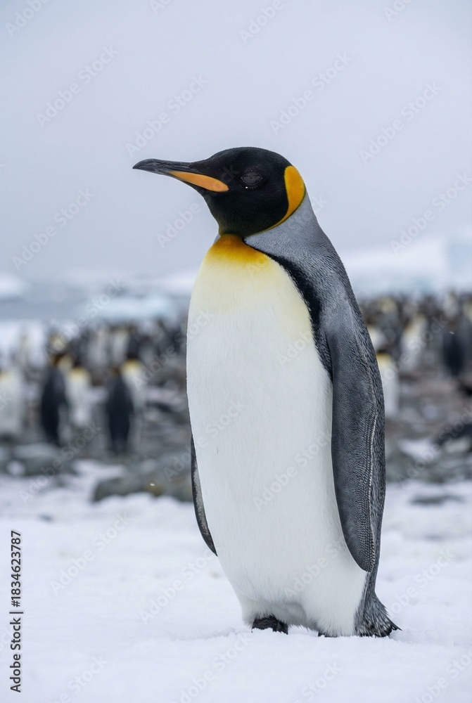 Fototapeta premium King Penguin standing in snowy Antarctica landscape close up
