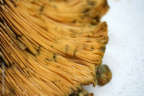 Schilderij op canvas Side view of the gill structure of a saffron milk cap mushroom focusing on the f