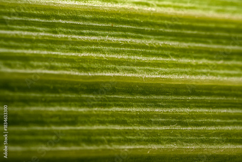 Foto Macro texture of a green corn husk leaf showing the parallel veins and the fibro