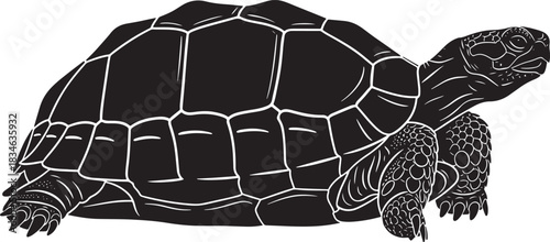 Black and white graphic illustration of a freshwater or land turtle with detailed shell and textured skin, side view, isolated.