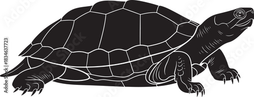 Stylized black silhouette vector illustration of a freshwater turtle or tortoise with white shell outlines isolated.