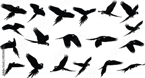 Set of flying parrot silhouettes, tropical macaw bird vector illustrations, isolated on white background, flock of birds, nature wildlife design collection.