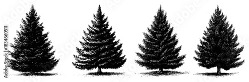 Set of hand drawn spruce trees Vintage engraving style vector illustrations of pine or fir isolated on white background