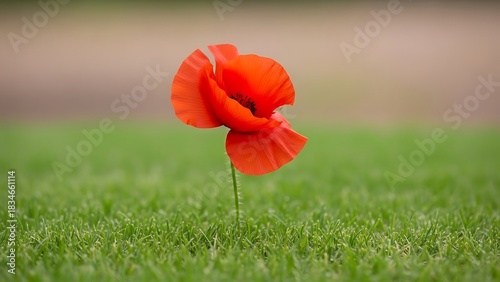 Fototapeta Naklejka Na Ścianę i Meble -  Crimson Poppy Radiance, Blooming on the green Grass in Summer Season