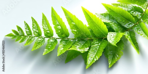 Bright green fern frond with dew drops on a white background leaf leaves