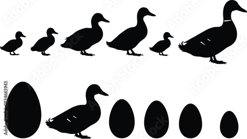 Silhouette vector of duck growth stages from egg to adult, farm animal life cycle concept for educational and design use