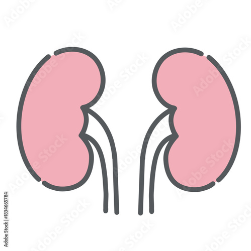 腎臓（じんぞう）のイラスト