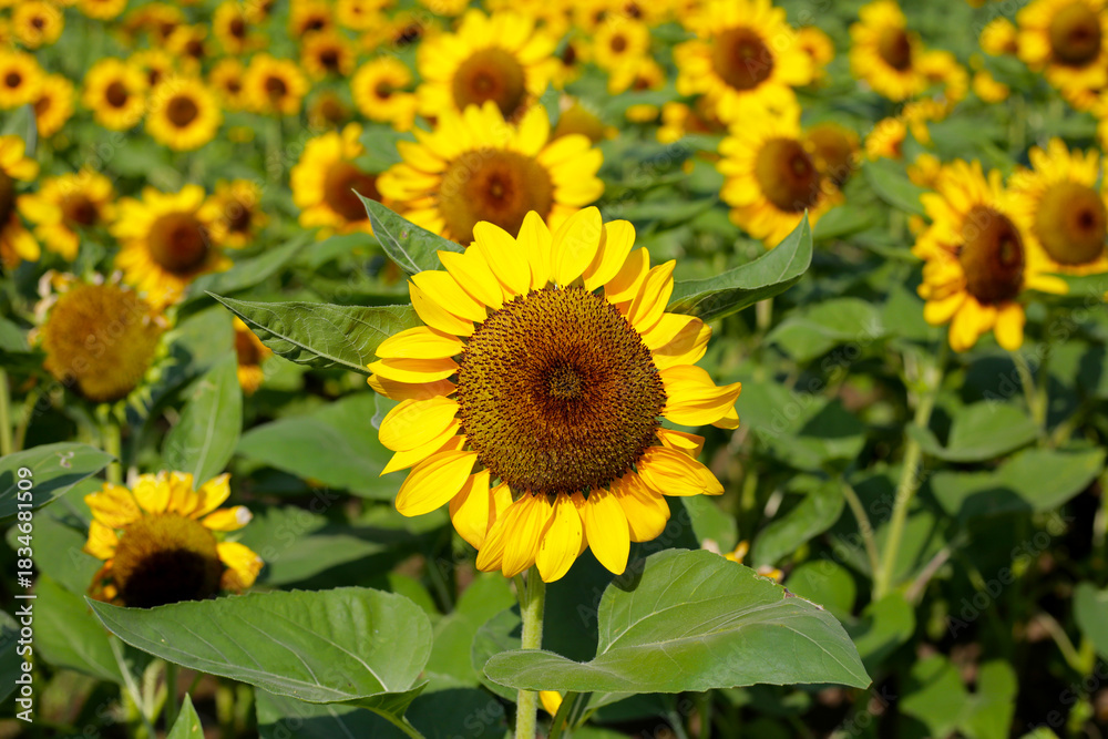 Obraz premium Blooming sunflower fields. Beautiful yellow flower