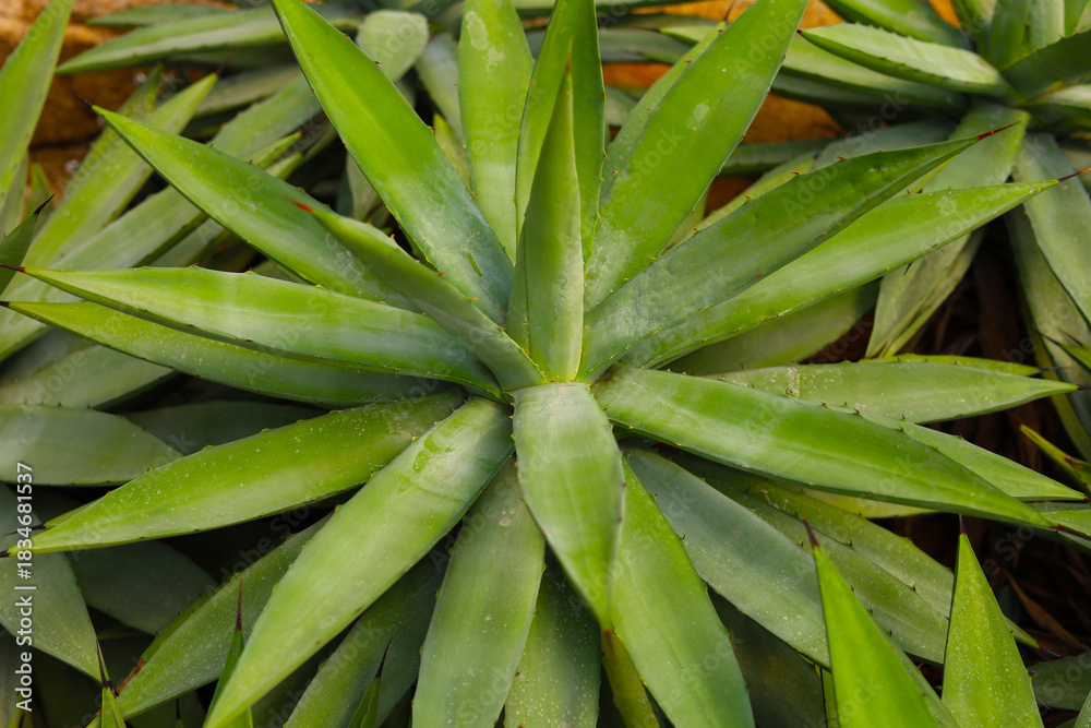 Obraz premium Agave plants, possibly Agave americana or Agave angustifolia, with long, pointed, succulent leaves