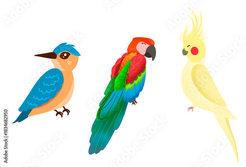 Set of different type bird illustration, colorful parrot png