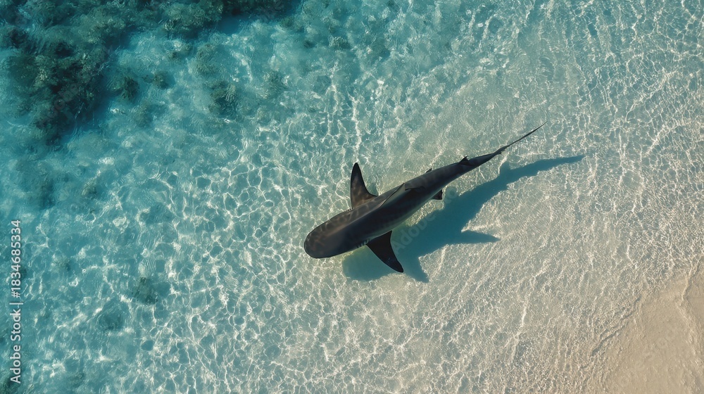 Obraz premium Majestic Shark Glides Gracefully Above Crystal Clear Blue Water in Serene Coastal Environment
