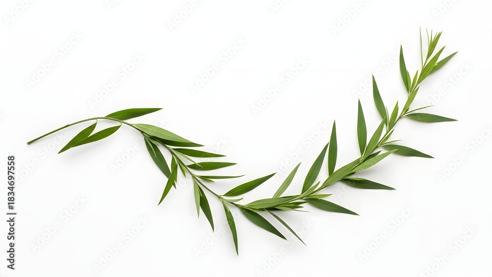 Obraz premium Curved Green Branch with Fresh Leaves on White Background