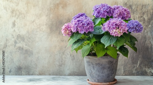 Elegant Purple Hydrangea in a Rustic Pot Against a Textured Backdrop