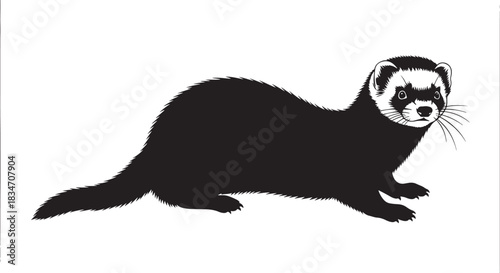 Ferret black and white vector illustration. domestic animal, weasel family, isolated mammal character art.