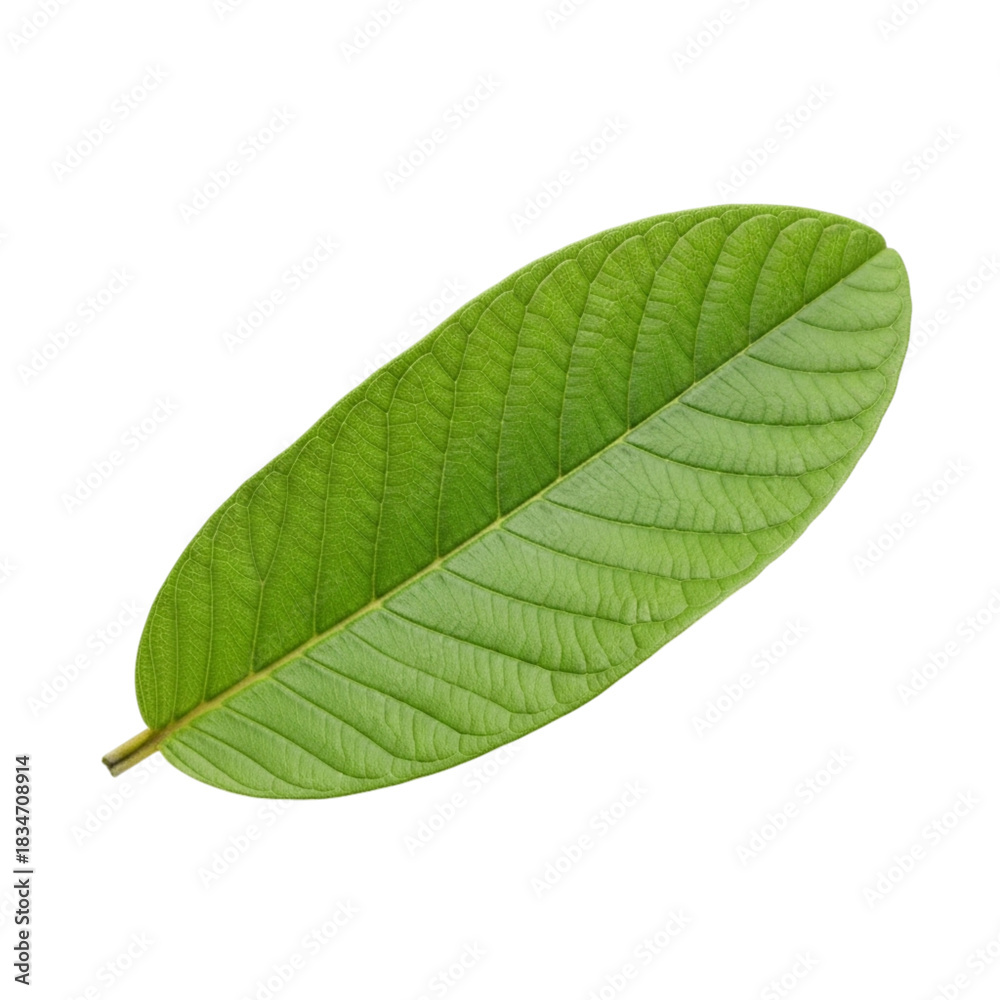 Obraz premium Single Vibrant Green Leaf with Prominent Veins Isolated on Black Background plant