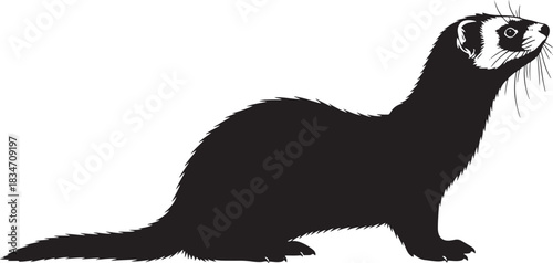 Ferret silhouette vector illustration looking up, side view of a domestic animal, stylized graphic icon art.