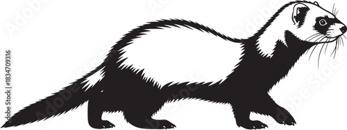 Black and white ferret illustration, a clean graphic vector of the mustelid animal in a walking pose on a pure background.
