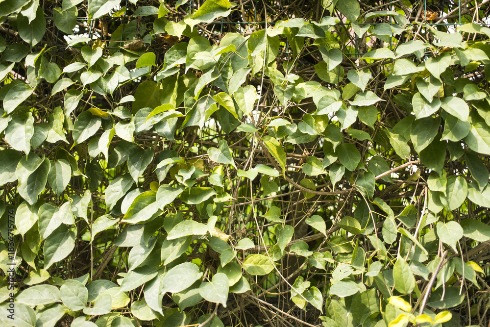 Fototapeta premium A dense cluster of heart-shaped green leaves from a climbing vine, with sunlight casting shadows through the foliage.