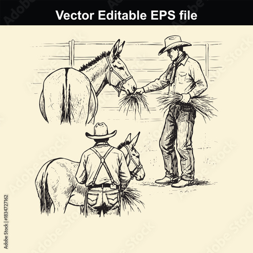 vintage style vector illustration of a cowboy feeding hay to two mules or donkeys in a rustic farm setting, perfect for western theme design
