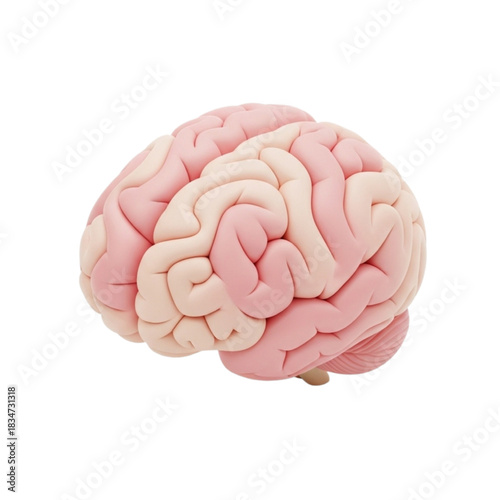 Anatomical model of the human brain sculpted from pink modeling clay for education