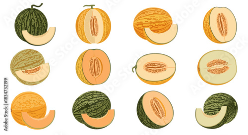 A large collection of various fresh melons including cantaloupe and muskmelon shown whole and in different cut slices.