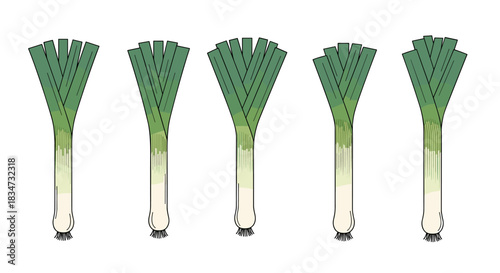 A row of five fresh green leeks with roots in a detailed hand-drawn illustration style isolated on a white background.