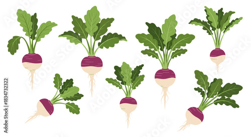 A set of fresh purple top turnips with green leafy tops and roots in a clean flat design style on a white background.