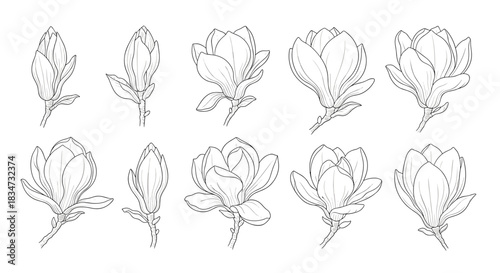 A collection of ten magnolia flowers and buds in various stages of blooming all in a delicate black and white line art style.