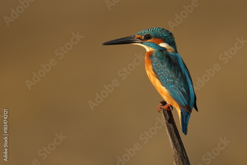 kingfisher on the branch