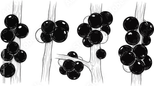 Black and White Sketch of Clustered Ripening Cherries on Branches