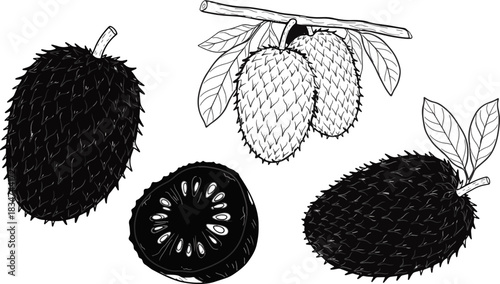 Black and White Illustrations of Lychee Fruits and Slice for Food and Botanical Art