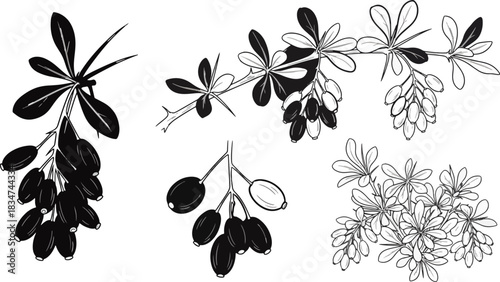 Line Drawing of Multiple Bunches of Sea Buckthorn Branches with Leaves and Berries