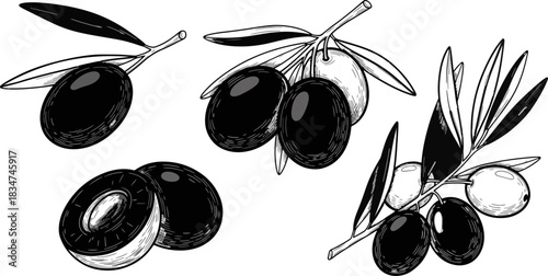 Olive Branches and Fruits Black and White Sketch
