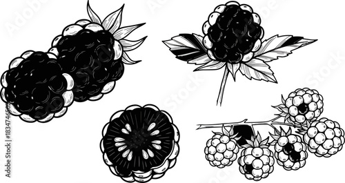 Black and White Illustration of Raspberries and Strawberry