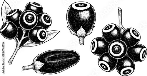 Blackberry and Blueberry Berries with Leaves and Fruit Illustration