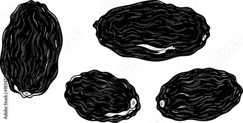 Black and White Line Art Oysters Set on White Background