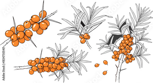Sea Buckthorn Branches with Orange Berries and Spiky Leaves in Botanical Illustration
