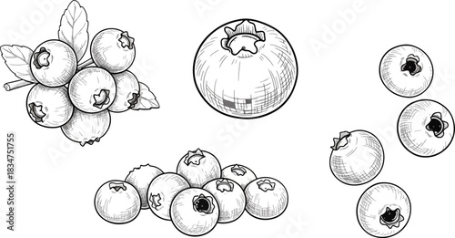 Black and White Line Drawing of Fresh Blueberries and Apple on White Background