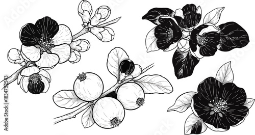 Black and White Botanical Illustration of Blossoming Fruit Tree Branches
