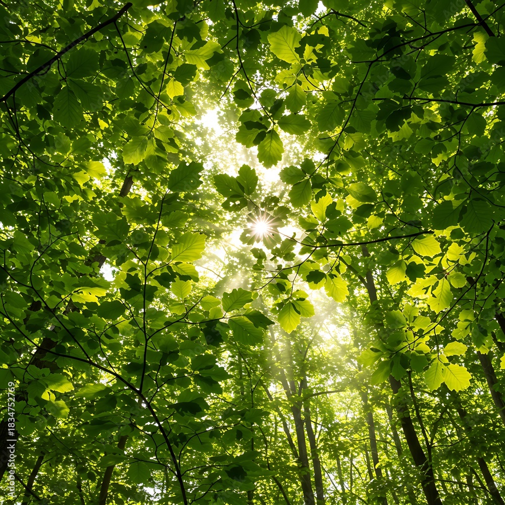 Obraz premium 木漏れ日の交響曲