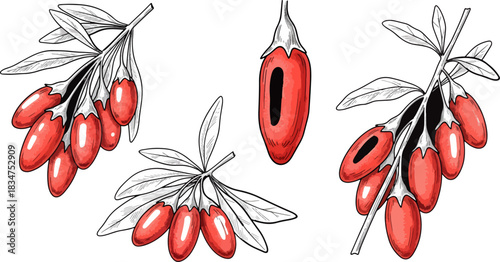 Red Barberry Berries on Branch with Green Leaves Illustration