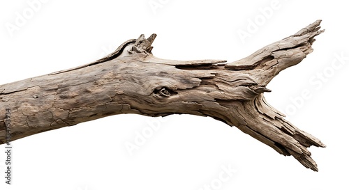 朽ち木の静寂と力強さ