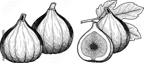 Black and White Illustration of Fresh Figs with Leaves