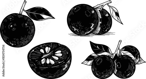 Black and White Illustration of Fresh Blueberries and Citrus Fruit