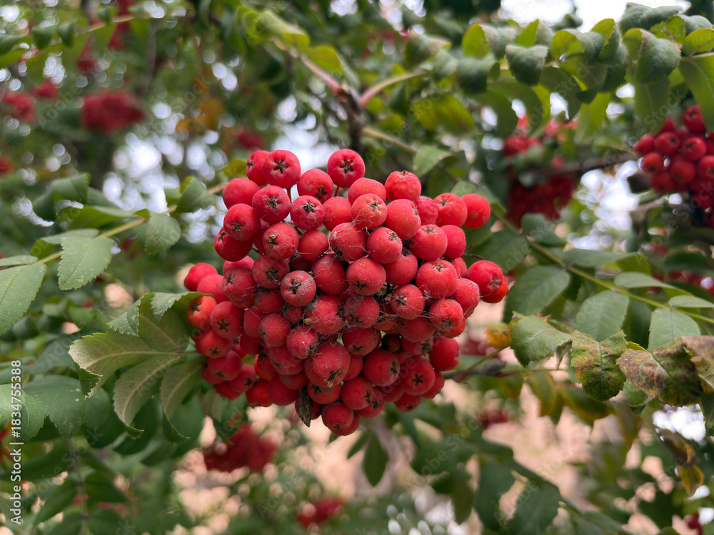 Fototapeta premium Vibrant red berries on a branch with green leaves and soft bokeh