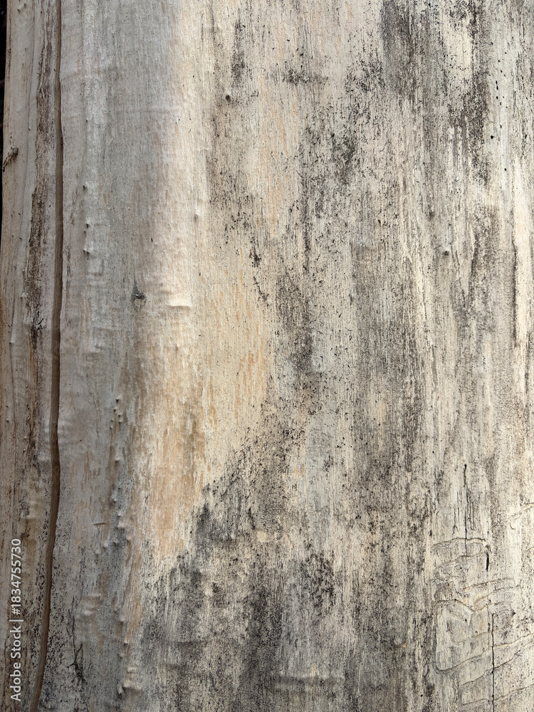 Fototapeta premium Beige Dry Old Wood Texture